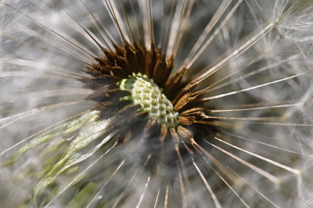 Beautiful close-up macro shot of a dandelion. Natural color background.