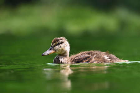 Small ducks on a pond. Fledglings mallards (Anas platyrhynchos)の写真素材