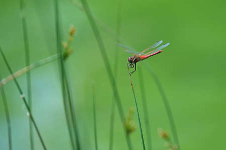 Beautiful macro shot of insects in nature. Red dragonfly (Crocothemis erythraea)