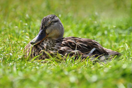 Small ducks by the pond. Fledglings mallards (Anas platyrhynchos)の写真素材