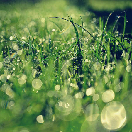 Beautiful nature background with grass and morning dew. Sunbeams of the morning sun with water drops. Concept for nature and environmentの写真素材
