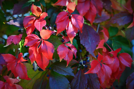 Autumn background. Beautiful colorful leaves in nature with the sun. Seasonal concept outdoors in...