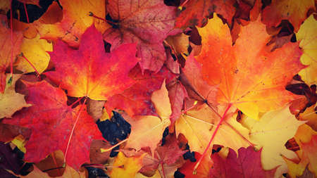 Autumn background. Beautiful colorful leaves in nature with the sun. Seasonal concept outdoors in autumn park.の写真素材