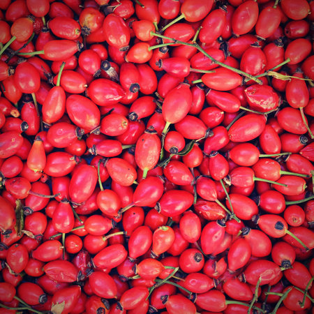 Rosehip bushes. Healthy fresh red autumn fruits from nature.の写真素材