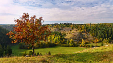 Autumn landscape. Beautiful colorful leaves in nature with the sun. Seasonal concept outdoors in...