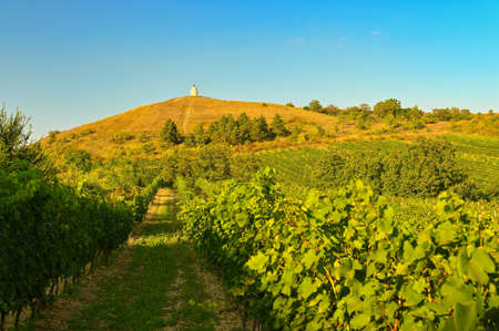Vineyards - Palava region. South Moravia, Czech Republic.