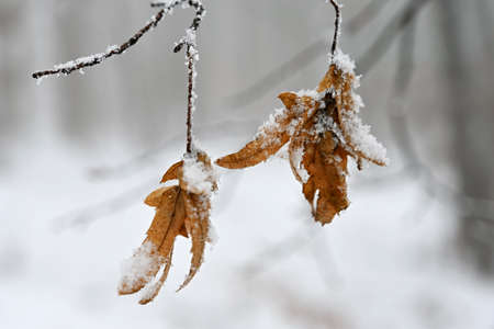 Winter nature colorful background. Snowy twig on a tree.の写真素材