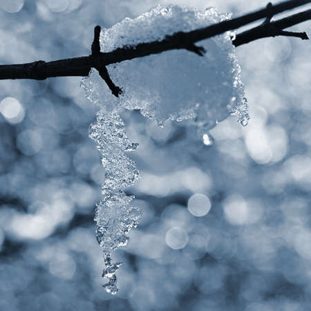 Winter nature colorful background. Snowy twig on a tree.