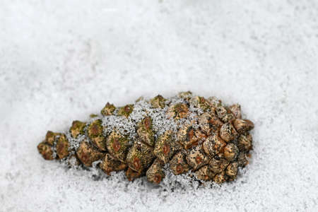 Close-up of snowy pine cones in the snow.