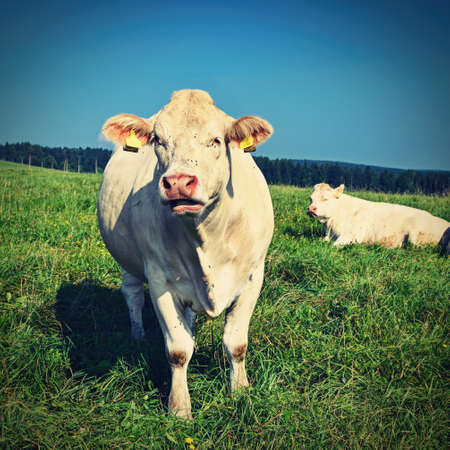 Herd of cows on a green field with blue sky and sun. Colorful nature background with animals.の写真素材