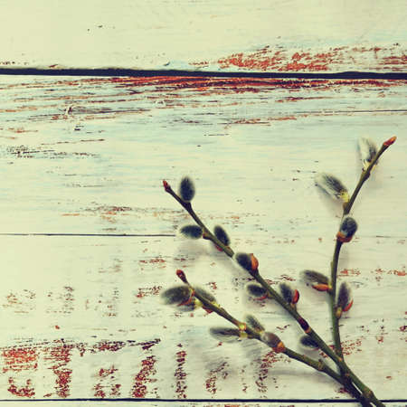 Spring background. Cat tree - flowering branches .Willow - Willow flowers - catkins. Easter - spring holidays. Flat - Lay wooden background.の写真素材