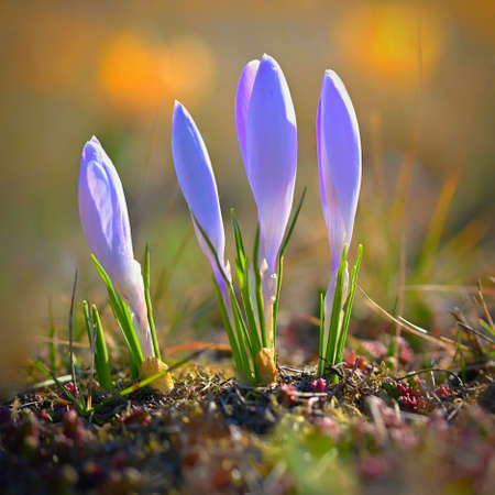 Spring background with flowers. Beautifully colored flowering crocus - saffron on a sunny day....