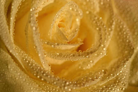 Beautiful blooming flower in spring time. White rose with dew drops. Close up macro shot.の写真素材