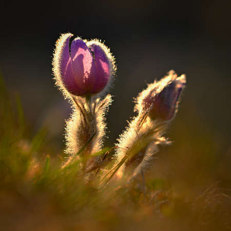 Spring flowers. Beautifully blossoming pasque flower and sun with a natural colored background....