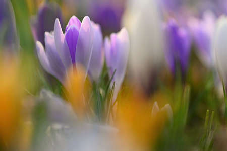 Spring background with flowers. Nature and delicate photo with details of blooming colorful crocuses...