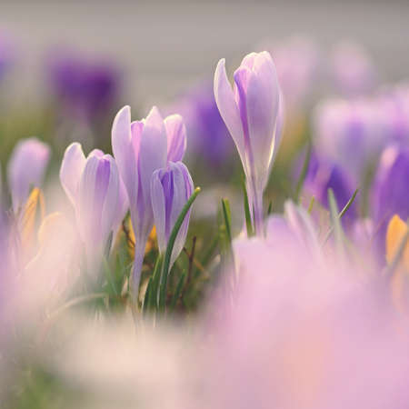 Spring background with flowers. Nature and delicate photo with details of blooming colorful crocuses in spring time. (Crocus vernus)の写真素材