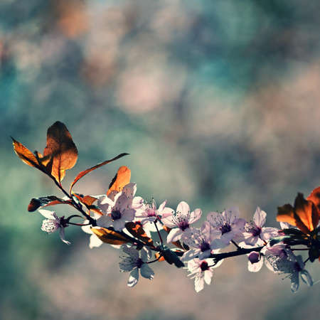 Spring background. Pink cherry blossoms on a tree under a blue sky. Beautiful Sakura flowers during...
