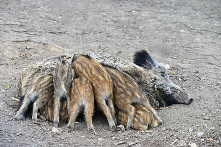 Beautiful little pigs wild in nature. Wild boar. Animal in the forestの写真素材