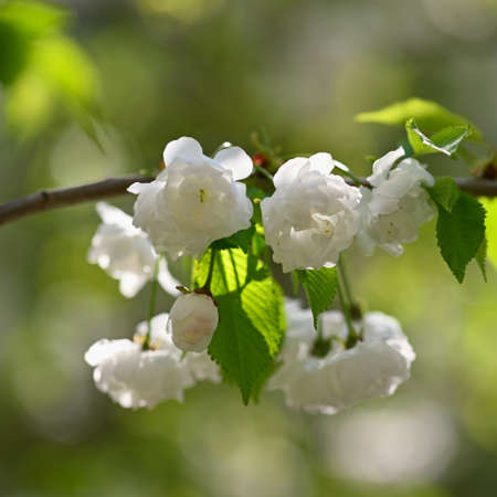 Beautiful flowering tree. Spring colorful background with flowers. Nature in spring time - nice...