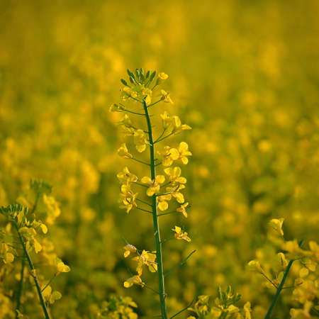 Rapeseed field at sunset. Beautiful yellow nature background for spring and spring time. Concept for agriculture and industry. (Brassica napus)の写真素材