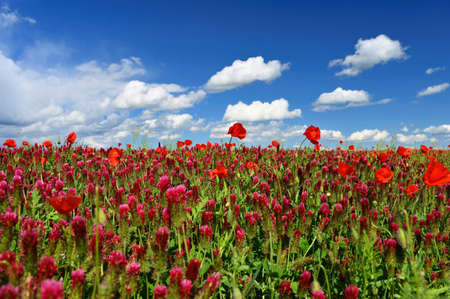 Summer landscape. Beautiful flowering field with poppies and clovers. Colorful nature background...