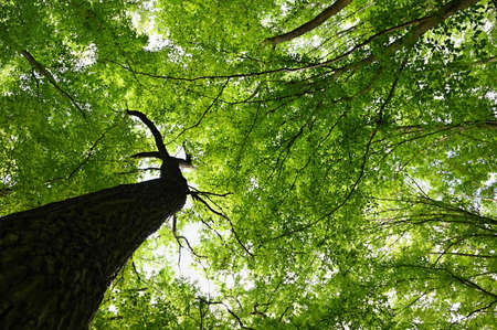 Nature - green background. Beautiful spring deciduous forest with trees and leaves. Relaxation and...