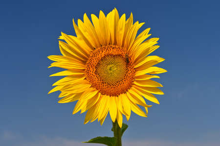 Beautiful yellow flowers - sunflowers in nature with blue sky. Summer background.の写真素材