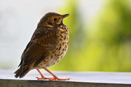 Beautiful detail and baby bird (Turdus Linnaeus) Animal in nature - colorful background.の写真素材