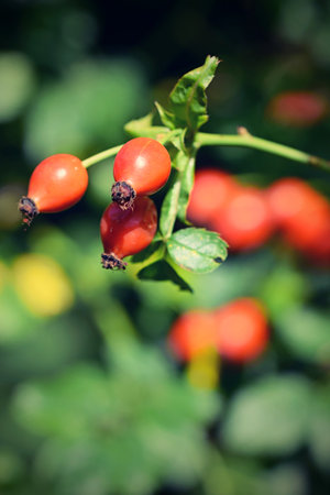 Rosehip berries on a branch in the garden. Shallow depth of fieldの写真素材