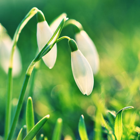Beautiful white snowdrop flowers on green grass background. First spring flowersの写真素材
