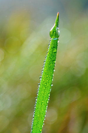 Dew drops on the blade of grass in nature. Macro.の写真素材