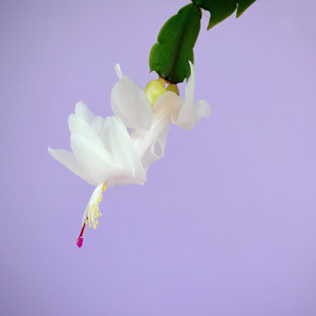 Christmas cactus flower on a lilac background, close-up