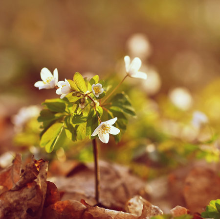 Spring wood anemone (Anemone nemorosa) flowersの写真素材