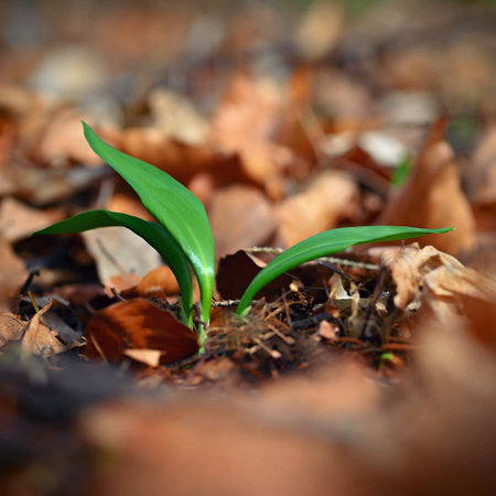 Beautiful healthy green wild garlic plant. Natural medicine - medicinal herb. (Allium ursinum)の写真素材