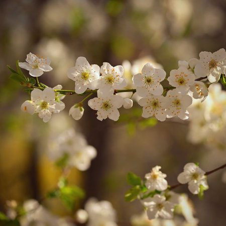 Flowering tree. Beautiful spring background with nature. Colorful flowers in spring time.の写真素材