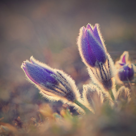 Pulsatilla patens (Pulsatilla patens) on the fieldの写真素材