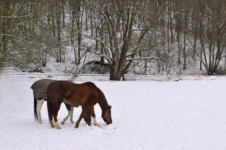 Horses in the snow in the park. Winter landscape with horses.の写真素材