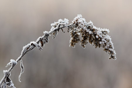 Hoarfrost on a dry grass in the winter, close-upの写真素材