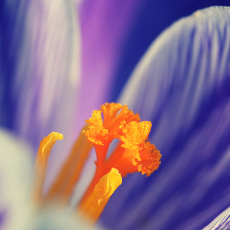 Closeup of crocus flower. Spring flowers. Macro photography.の写真素材