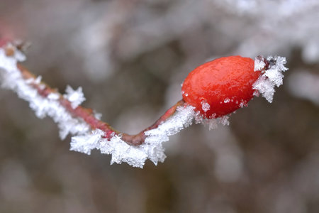 Rosehip covered with hoarfrost in winter, close-upの写真素材
