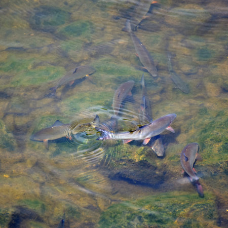Fish swimming in the water of the river, closeup of photo
