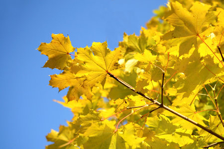 Yellow maple leaves on the blue sky background. Autumn season. Selective focus.