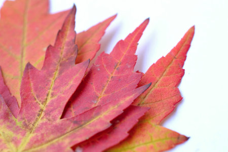 Autumn maple leaves on a white background, close-up.