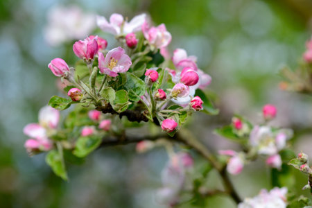 Blossoming apple tree in spring, close-up, selective focus