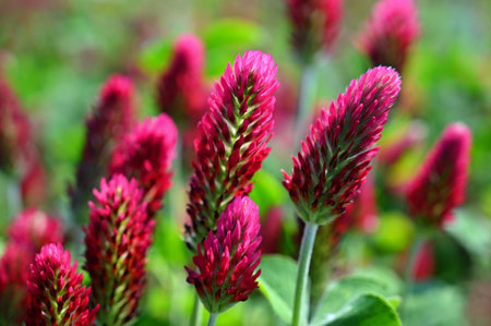 Beautiful red flowers. Spring nature background. Clover incarnate - Trifolium incarnatumの写真素材