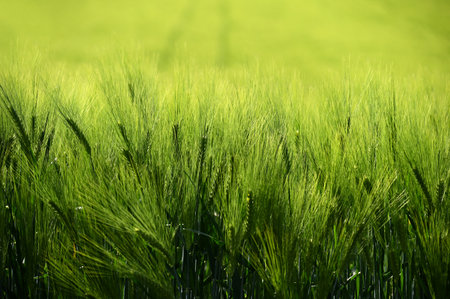 Beautiful fresh green grain on the field. Natural colorful background in summer sunny day.の写真素材