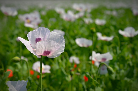 Beautiful large white flowers of the plant in the field. White poppies.の写真素材