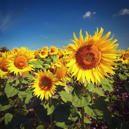Sunflower. Beautiful yellow blooming flower with blue sky. Colorful nature background for summer season. (Helianthus)の写真素材