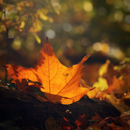 Beautiful colorful autumn leaves of trees. Nature with forest and colorful trees in autumn season. Concept for the season and the environment.の写真素材
