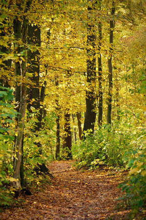 Beautiful colorful autumn landscape. Nature with forest and colorful trees in autumn. Concept for...
